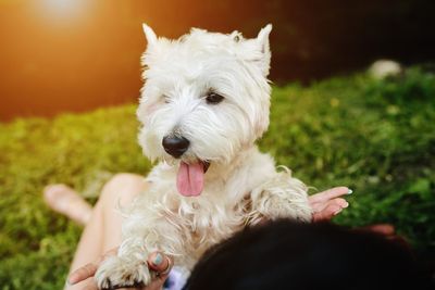 6 Healthy Pet Habits That Help Dogs Live Longer