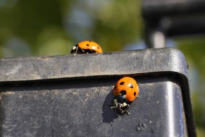 Swarms of ladybirds are coming into UK homes - experts explain why