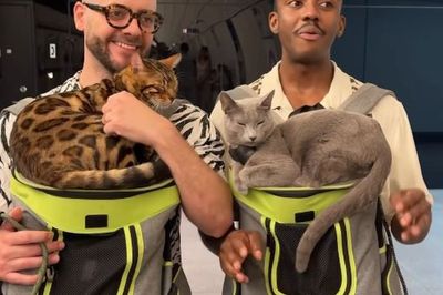 Don’t take your cat on the Tube, pet charity warns after ‘disturbing’ video goes viral