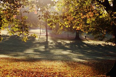 Unusual weather has turned 2025 into a ‘mast year’ – what is it?