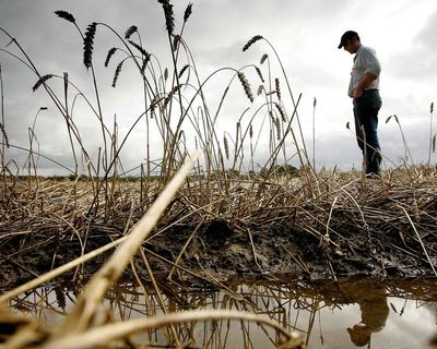 One year’s worth of bread lost in UK to wrecked harvests since 2020, report finds