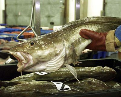 Brexit has done nothing to stem sharp decline of UK fish populations, shows study