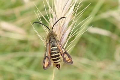 National Trust nature reserve records rare moth as 10,000th different species