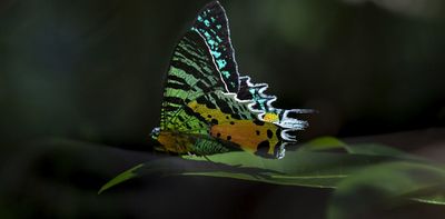 What’s the difference between moths and butterflies? Look at their antennae