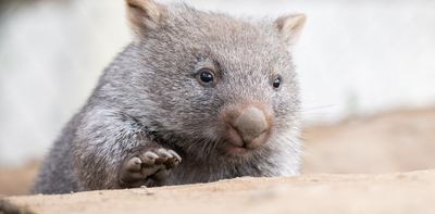 Whiskers for warrens: why wombats have such whiskery snouts
