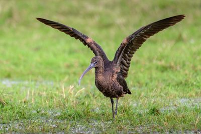 Country diary: The marshes are graced with a little catwalk glamour
