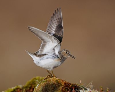 Britain’s tiniest waders delight birdwatchers in Somerset