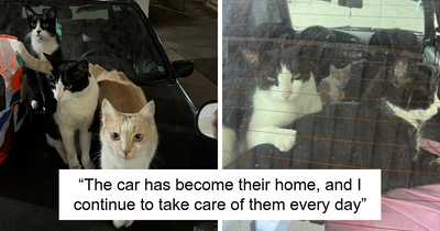 This Woman Transformed A Car Into A Purrfect Home For Stray Cats
