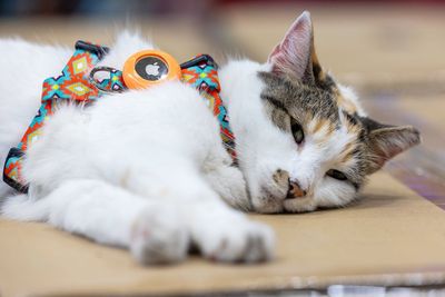 Store cat who hitched a ride across country reunited with staff