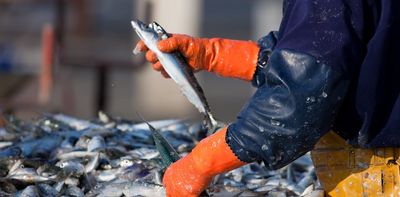 Half the UK’s fish stocks are overfished – but the evidence shows how they can be revived