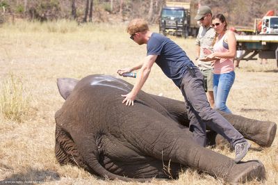 Prince Harry wildlife charity dropped by Chad after government accuses it of serious financial misconduct