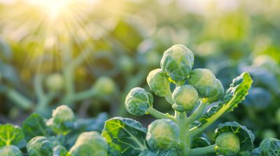 How Frost Can Sweeten Certain Vegetables Overnight