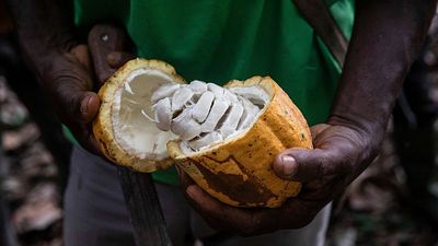 As cocoa production in Liberia fosters mass deforestation, campaigners urge Europe to act