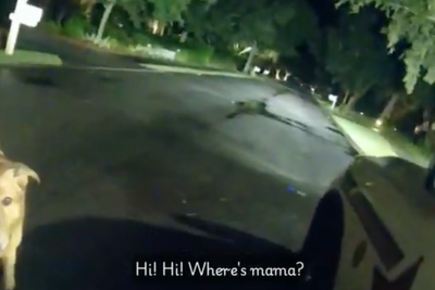 Loyal dog leads police to missing and injured grandmother