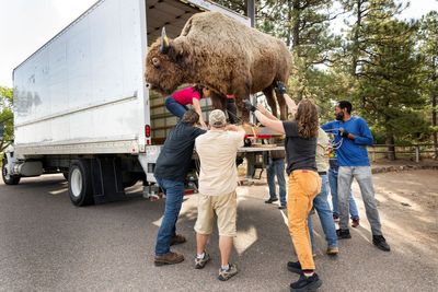 Denver museum gets its massive 650-pound stolen buffalo back - 50 years after it went missing