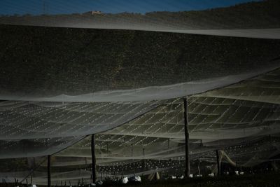 ‘Gobsmacked at the scale’: blueberry industry’s rapid expansion divides NSW’s mid-north coast