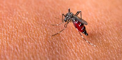 First evidence in the UK of breeding aegypti mosquito – the main spreader of dengue, chikungunya and Zika
