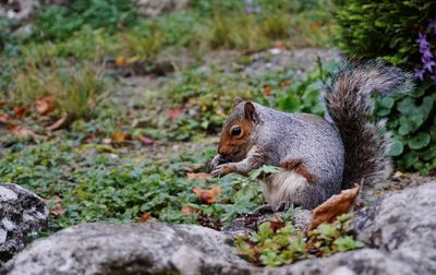 How Wildlife Relies on Your Fall Garden for Survival