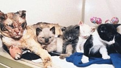 5 rescue missions through fire, and a heroism award — this NYC cat’s story is one for the books!