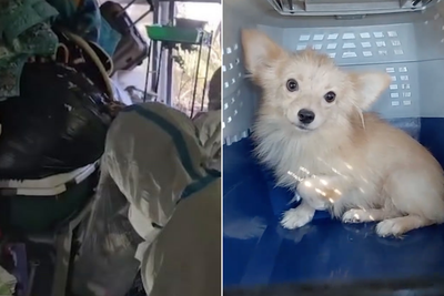 Inside the gross hoarder home where 13 animals were rescued after being abandoned