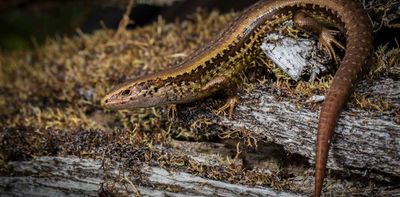 NZ’s native lizards are at risk from land development – future policy must ensure better protection