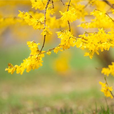 I'm a gardens editor and these are the hardwood cuttings you should be taking in October for free bushes, trees and shrubs next year