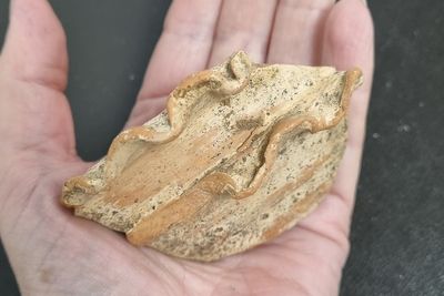 Incense bowl and helmet handle among finds at National Trust estate dig
