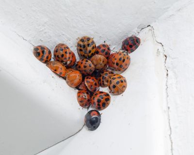 Britain’s big, baffling ladybird glut: ‘My house is literally crawling with them’