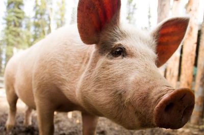 Pig’s liver transplanted to human in world first