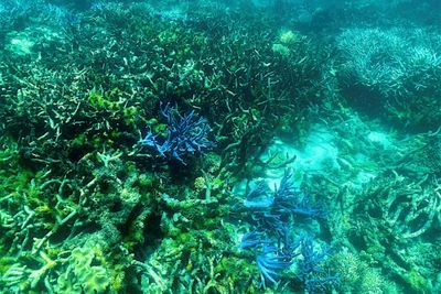 Top Nature Group To Unveil New 'Red List' Of Threatened Species
