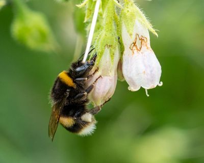 Country diary: Pirates of the patio have found their treasure