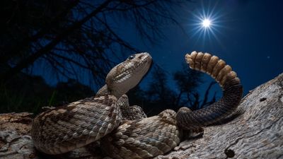 Hauntingly powerful photo essay on rattlesnake vs human conflict celebrated across Europe and beyond