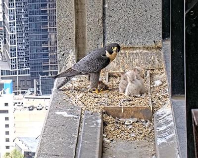 Melbourne’s skyscraper falcon chicks set for first flight as livestream audience becomes ‘permanent watch parties’
