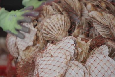 Why huge concrete-like ‘cubes’ housing 4,000 oysters have been deployed in North Sea