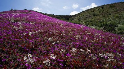 Chile’s Atacama Desert blooms after rare winter rains
