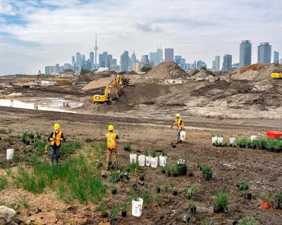 Creatures buried in soil for over a century burst back to life in Toronto waterfront