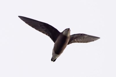 Rare white-throated needletail spotted in England for first time in 34 years