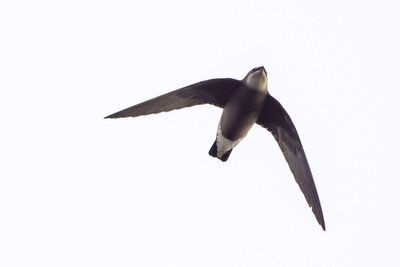 Hundreds gather after extremely rare bird spotted in England for first time in 34 years