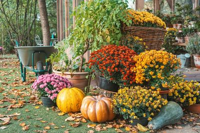 How to Transition Summer Containers Into Autumn Displays