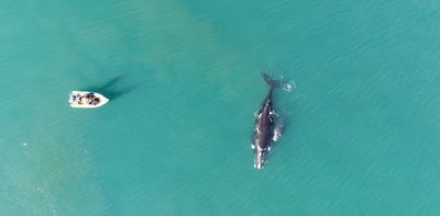 Southern right whales are having fewer calves: what this says about ocean health