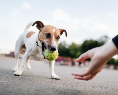 ‘Ball junkie’: some dogs show signs of addiction, study finds