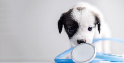 8 Healthy Pet Hacks That Save You Hundreds at the Vet