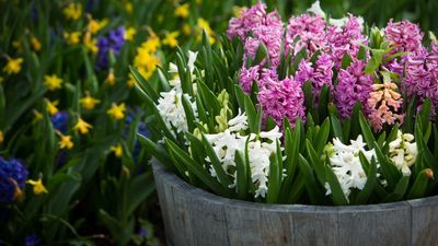 My yard is overrun with squirrels, so I'm planting these 5 bulbs I know they won't eat to guarantee a bloom-filled spring garden