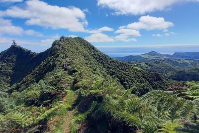 Lemurs, eagles and St Helena’s cloud forest receive UK conservation funding