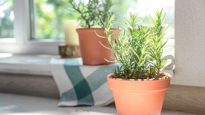 Here’s why people are burning rosemary in their homes this October — and it’s not just to get rid of pests