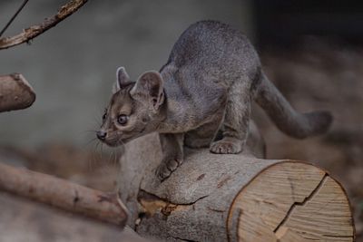 Rare and endangered fossa pups born at UK zoo take first steps