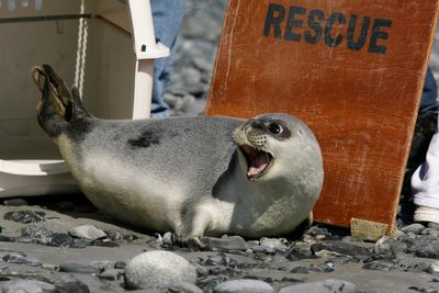 Red list of threatened species reveals animals that face risk of disappearing for good