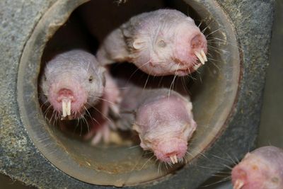 Naked mole rats’ DNA could hold key to long life
