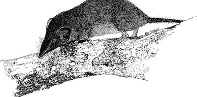 And then there were none: Australia’s only shrew declared extinct