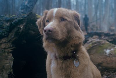 Dog asks to be considered for an Oscar after breakout horror movie role